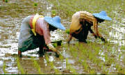 women_planting_rice_-_cupak.jpg